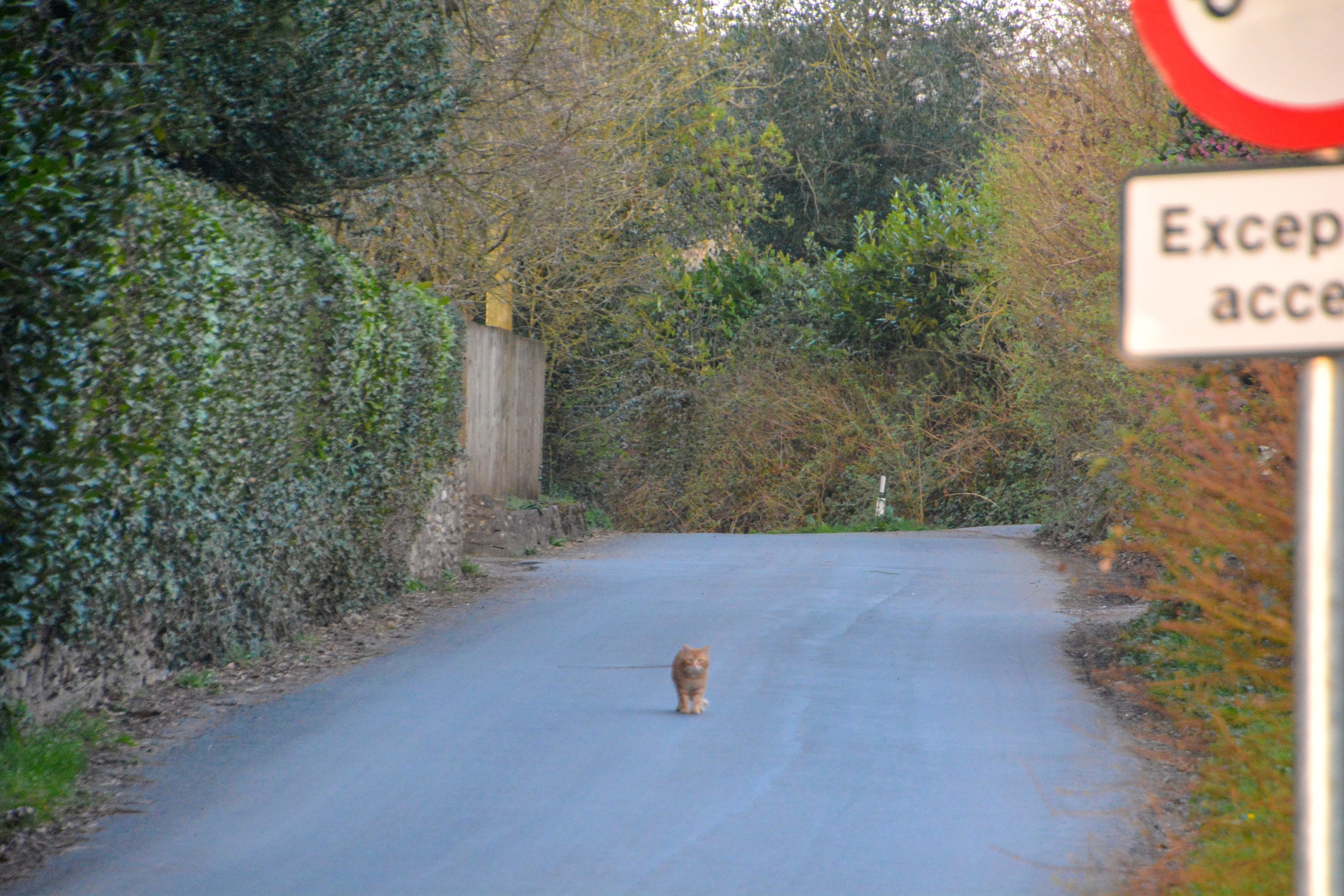 Broadhembury