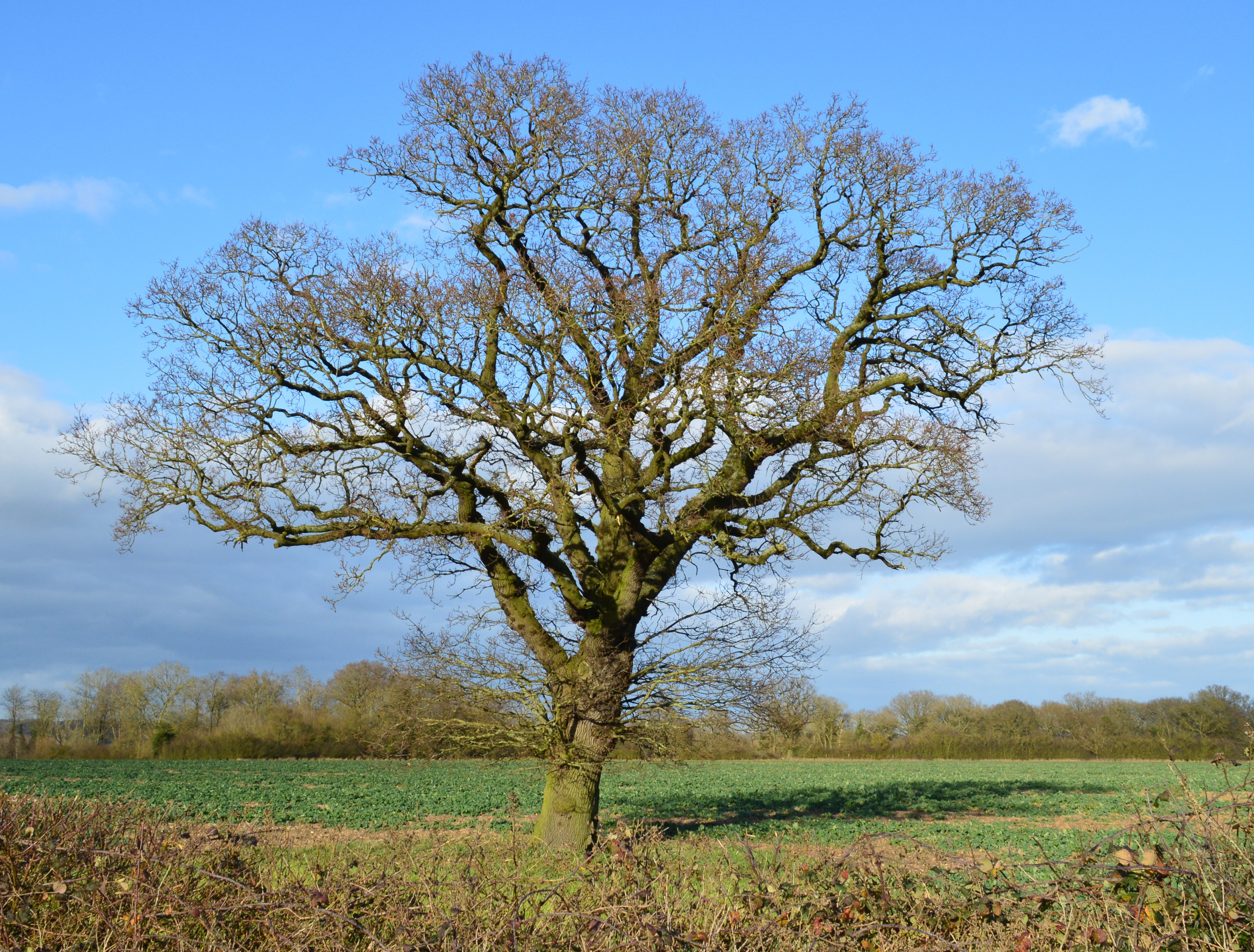 Burghfield